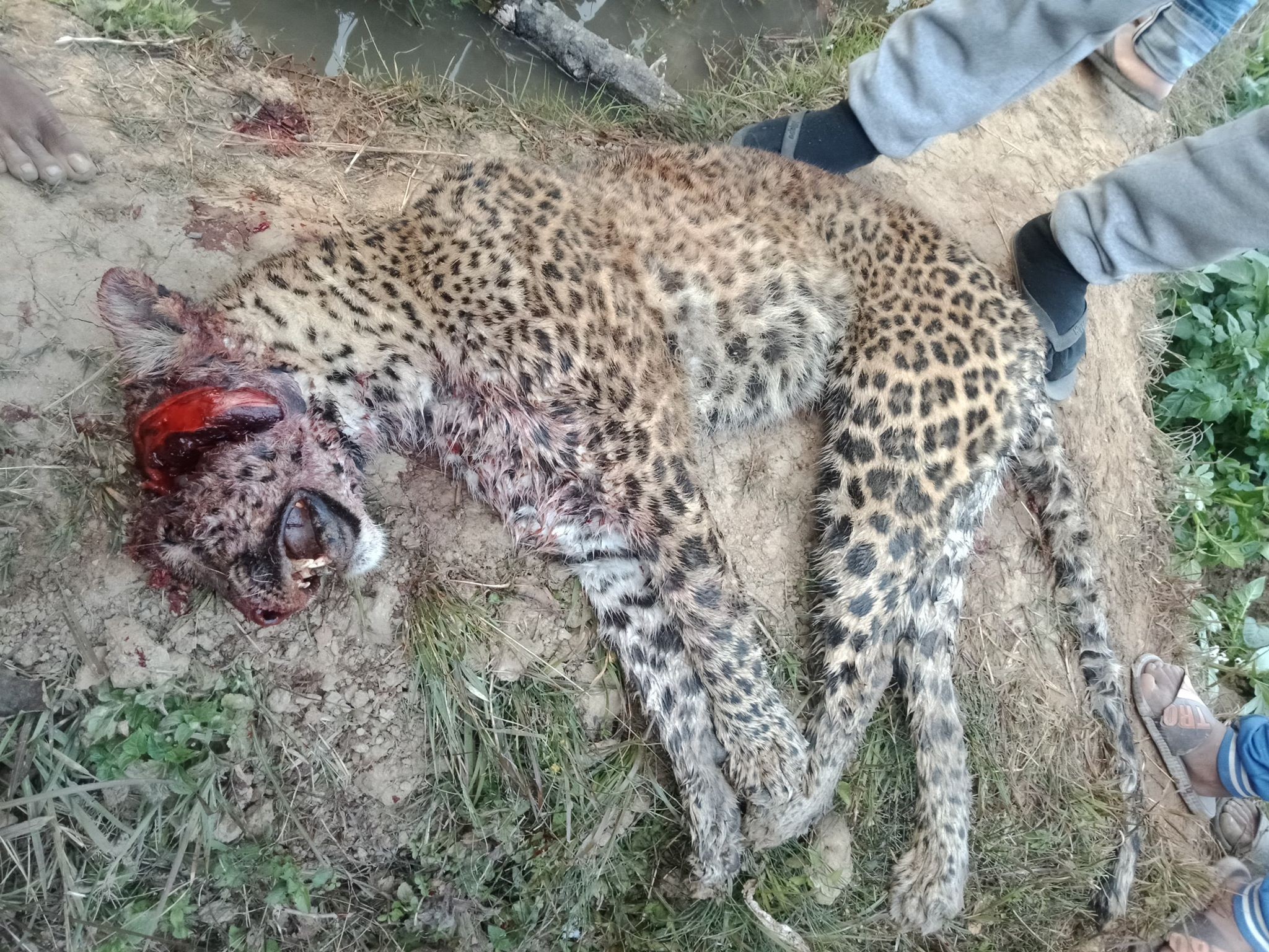 leopard-injures-over-a-half-dozen-in-kavre-terrified-locals-kill-it